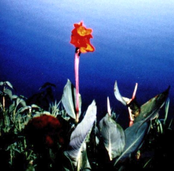 Iris at Phewa Tal, Pokhara