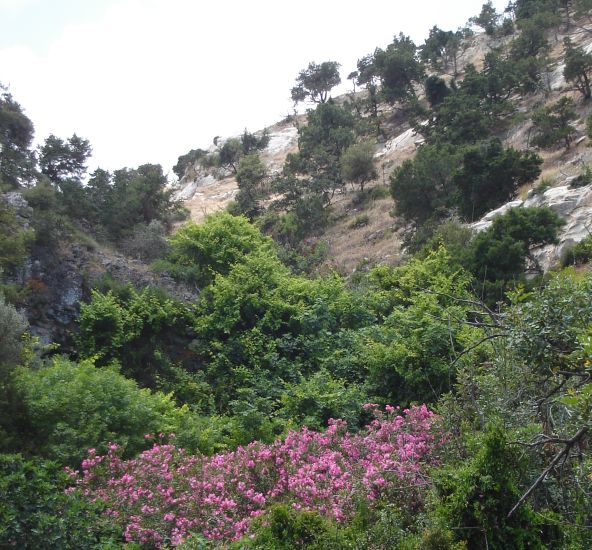 Avakas Gorge in the Akamas Peninsula of western Cyprus