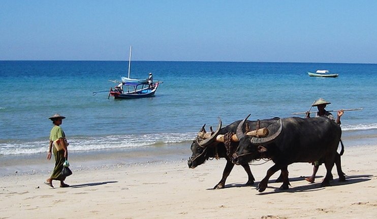 Buffalo on Ngapali Beach