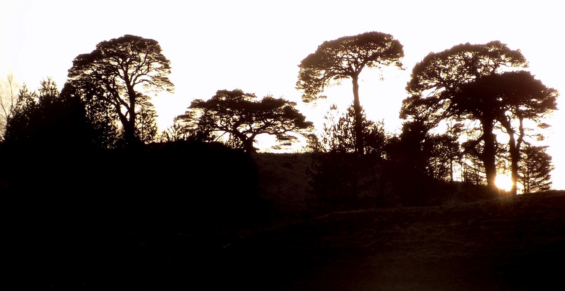 Sunset on Scots Pines