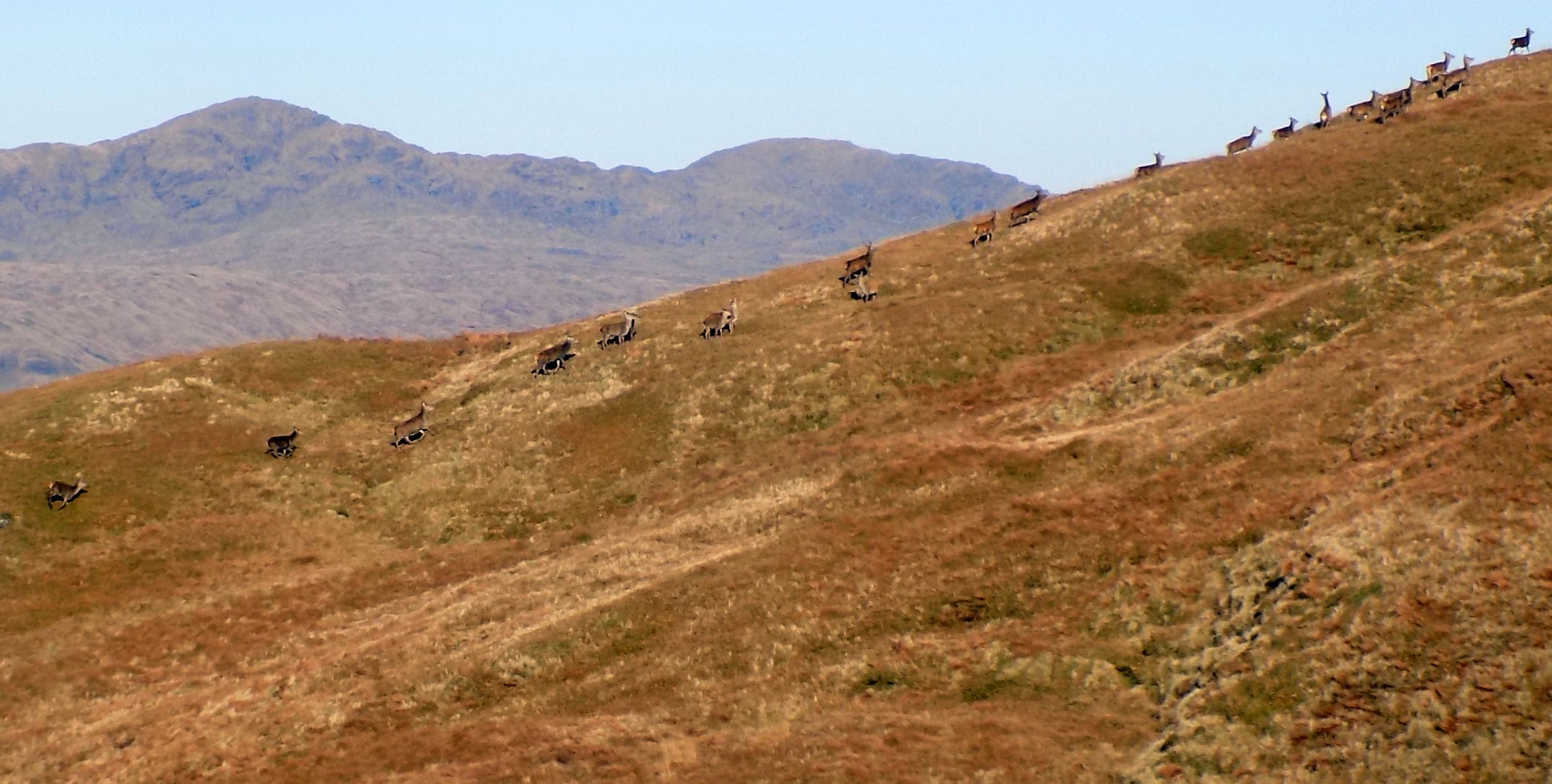 Beinn Bhuidhe from Beinn an t-Seilich