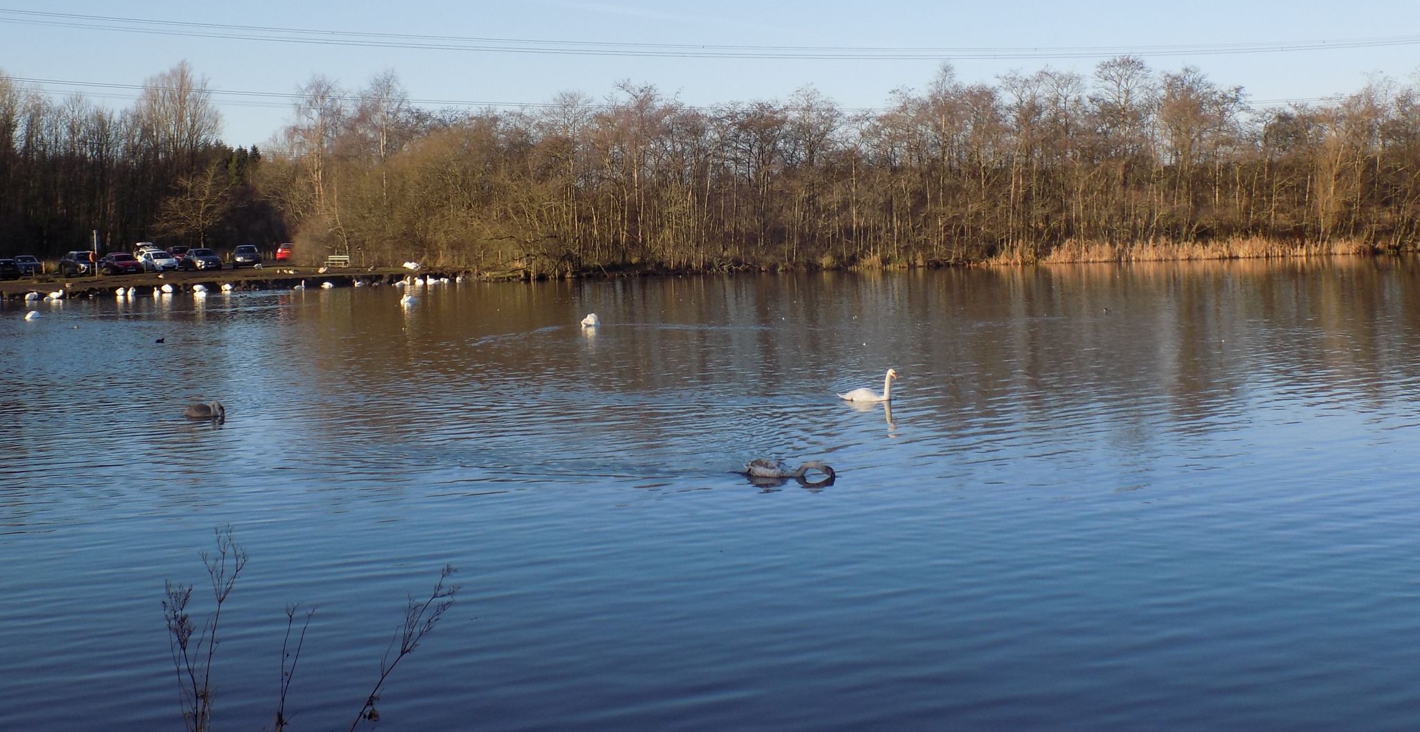 Broadwood Loch at Cumbernauld