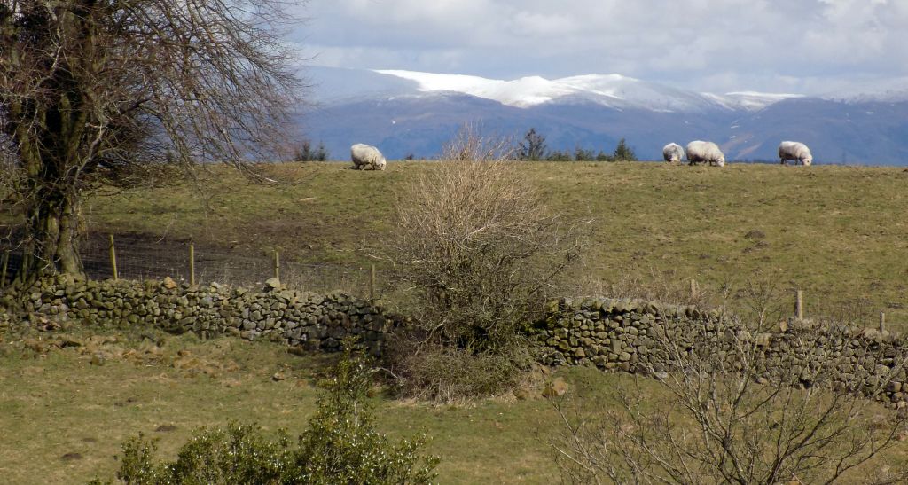 Ochil Hills from Walton Farm