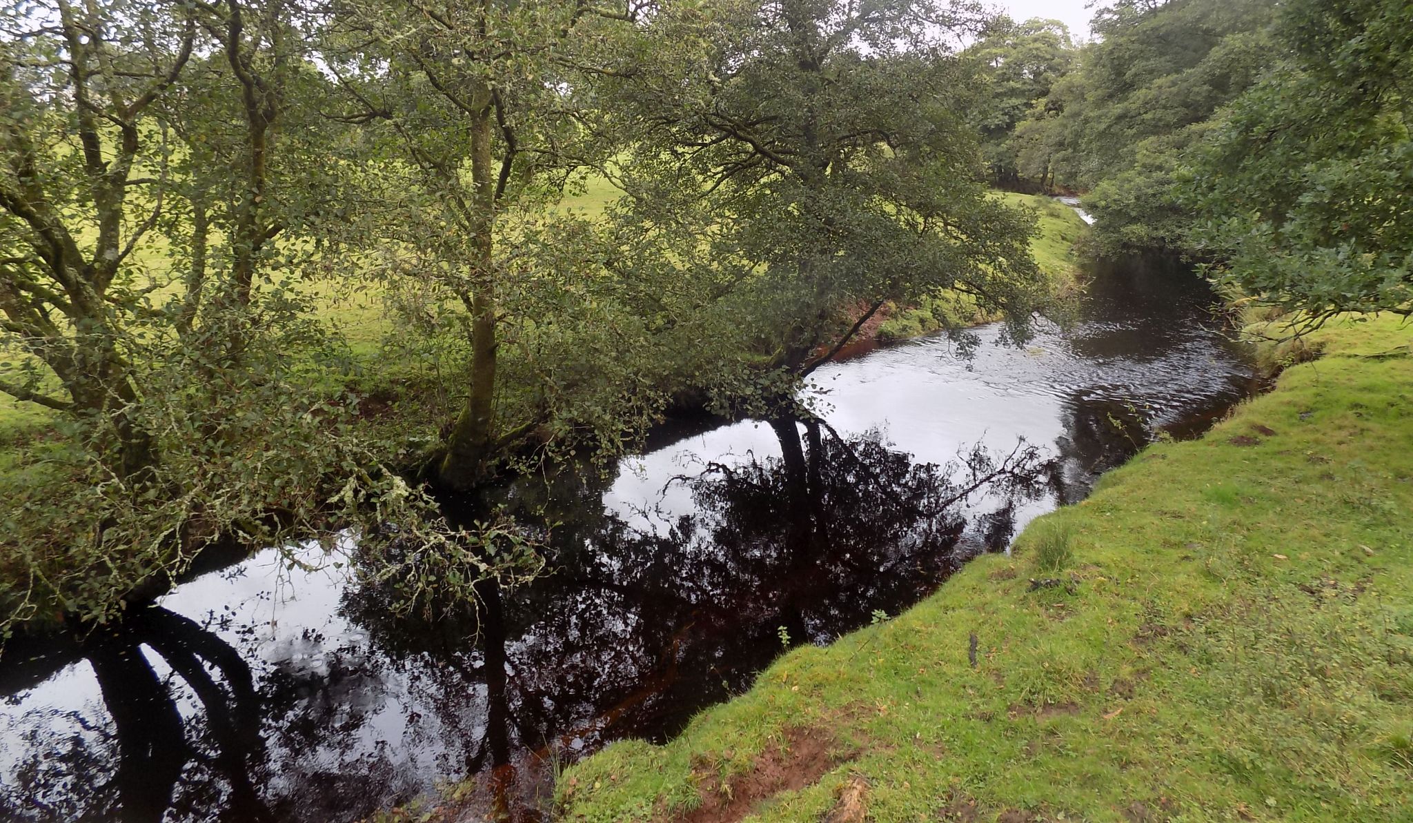 Carnoch Burn - a tributary of the Blane Water