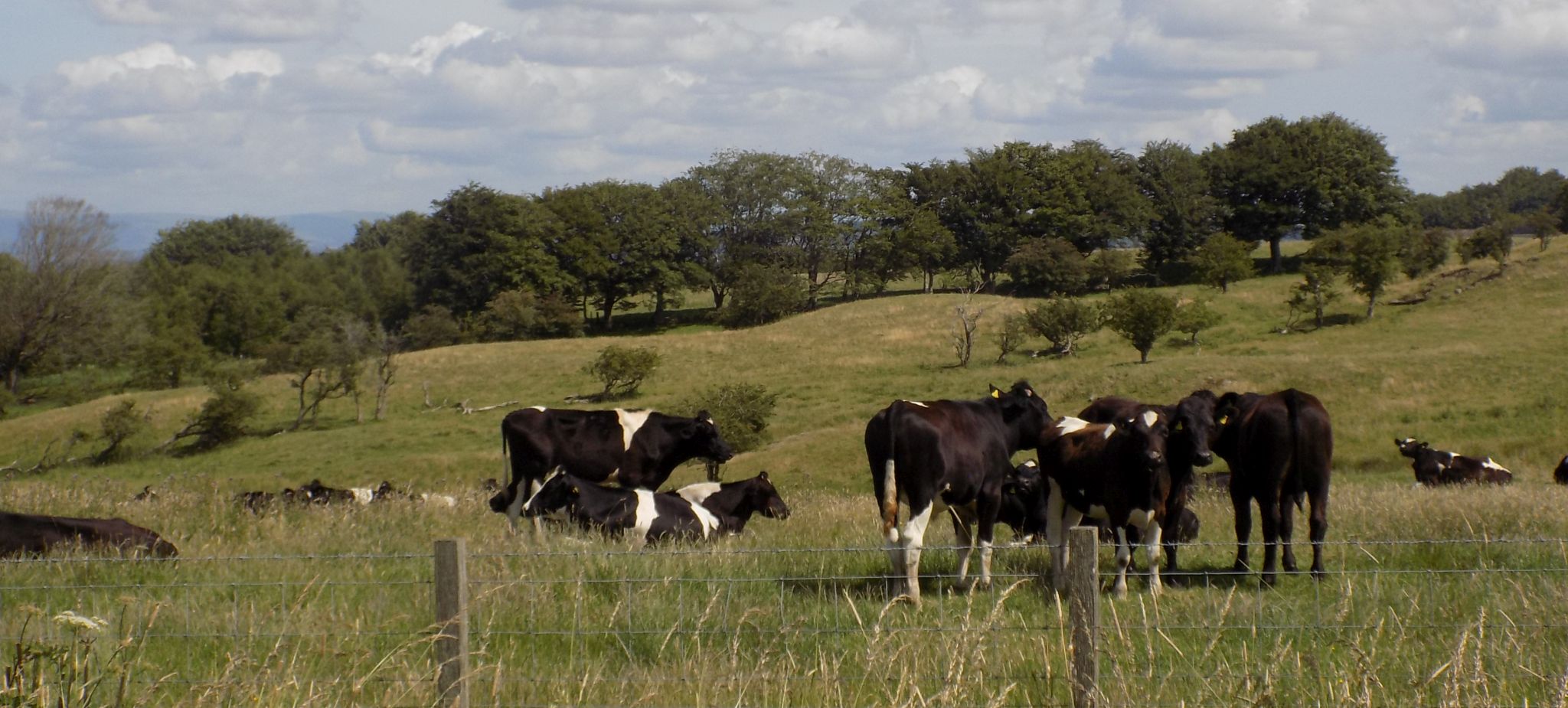 Outskirts of Eaglesham