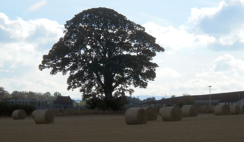 Farm at Inchillin