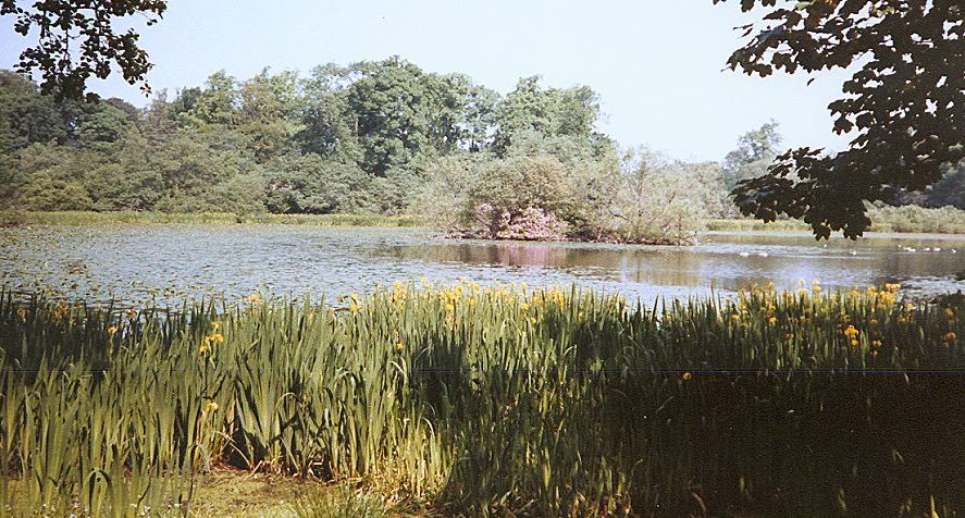 Iris in springtime at Kilmardinny Loch in Bearsden