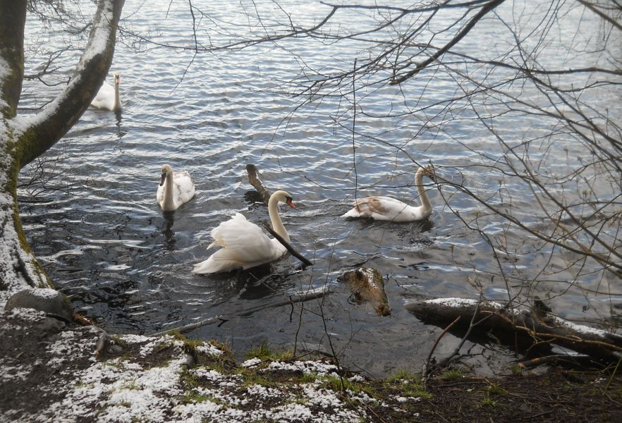 Swans at Kilmardinny Loch in Bearsden