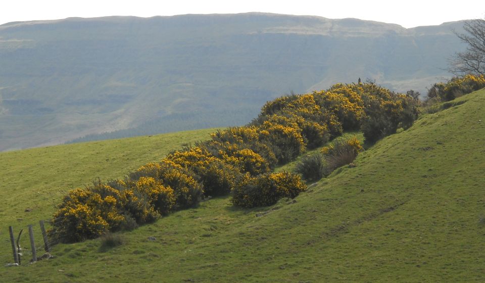 Gargunnock Hills from above Gargunnock Hills from above Burnside Woodlands