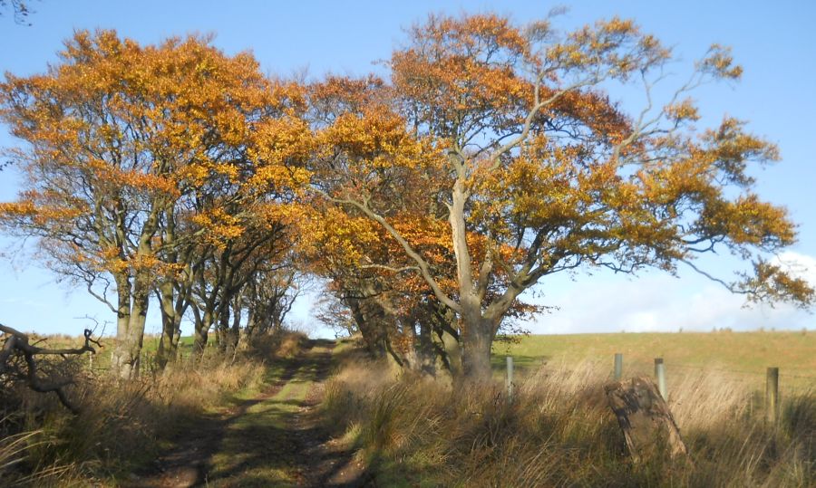 Path from Blairskaith Muir to East Blairskaith Farm