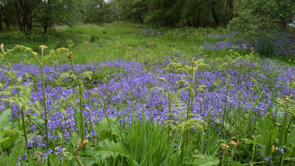 Bluebells in springtime in Mugdock Wood