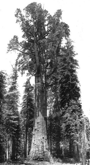 Giant Sequoia Tree